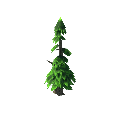 Pine 4